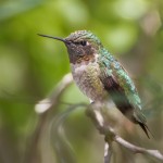 2486 Rufous Hummingbird (Selasphorus rufous)