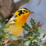 2488 Blackburnian Warbler (Dendroica fusca)