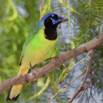 2489 Green Jay (Cyanocorax yncas)