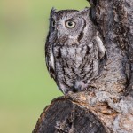 2495 Eastern Screech-Owl (Megascops asio)