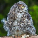 2496 Great Horned Owl (Bubo virginianus), Southwest var.
