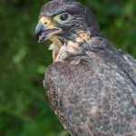 2498 Peregrine Falcon (Falco peregrinus)