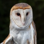 2500 Barn Owl (Tyto alba)