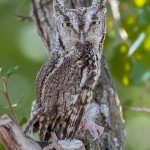 2501 Eastern Screech-Owl (Megascops asio)