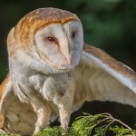 2502 Barn Owl (Tyto alba)