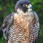 2503 Peregrine Falcon (Falco peregrinus)