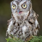 2505 Eastern Screech-Owl (Megascops asio)