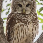 2509 Barred Owl (Strix varia)