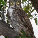 2510 Great Horned Owl (Bubo virginianus)