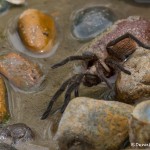 2511 Tarantula (Aphonopelma hentzi)