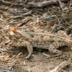 2512 Texas Horned Lizard (Phrynosoma cornutum)