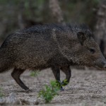 2520 Javelina (Tayassu tajacu)