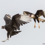 2521 Black Vulture and Adult Crested Caracara