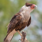 2425 Immature Crested Caracara (Caracara cheriway)