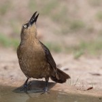 2527 Female Great-tailed Grackle (Quiscalus mexicanus)