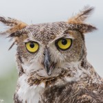 2547 Great Horned Owl (Bubo virginianus)