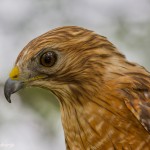 2549 Red-shouldered Hawk