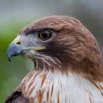 2552 Red-tailed Hawk (Buteo jamaicensis)