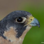 2553 Peregrine Falcon (Falco peregrinus)