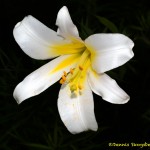 2558 White Lily