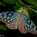 2561 Dark Blue Tiger Butterfly (Tirumala septentrionis)