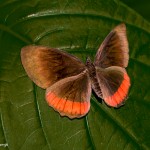 2562 Red Rim (Crimson-banded) Butterfly, (Biblis hyperia)