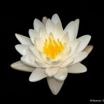2574 Water Lily