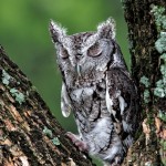 2576 Eastern Screech-Owl (Megascops asio)