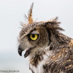 2577 Great Horned Owl (Bubo virginianus)