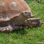 2584 African Spurred Tortoise (Geochelone sulcatatise)