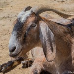 2586 Boer Goat (Capra hircusopy)