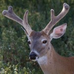 2588 White-Tailed Deer (Odocoileus virginianu)