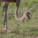 2589 Ostrich (Struthio camelus)