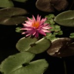 2593 Water Lily