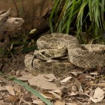 2595 Prairie Rattlesnake (Ceotalus viridis)