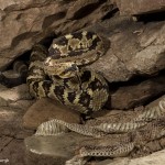 2596 Black-tailed Rattlesnake (Crotalus molossus)