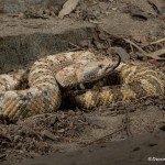 2599 Speckled Rattlesnake (Crotalus mitchellii)