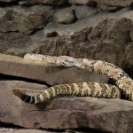 2600 Speckled Rattlesnake (Crotalus mitchellii)
