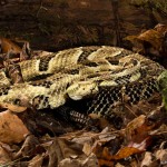 2601 Yellow-phase Timber Rattlesnake (Crotalus horridus)
