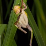 2607 American Green Tree Frog (Hyla cinerea).