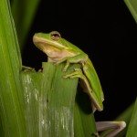 2609 American Green Tree Frog (Hyla cinerea).