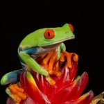 2613 Red-eyed Green Tree Frog (Agalychnis callidryas).