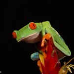 2614 Red-eyed Green Tree Frog (Agalychnis callidryas).