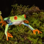 2615 Red-eyed Green Tree Frog (Agalychnis callidryas).