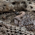 2618 Western Diamondback Rattlesnake (Crotalus atrox).