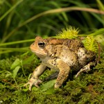 2625 American Toad (Bufo americanus).