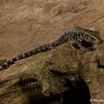 2630 Argentine Black and White Tegu (Tupinambis merianae).