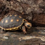 2632 Red-footed tortoises (Chelonoidis carbonaria).