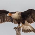 2534 Adult Crested Caracara (Caracara cheriway)