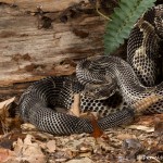 2637 Black Phase Timber Rattlesnake (Crotalus horridus).